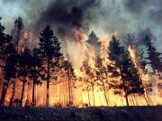 b_180_160_16777215_00_images_incendiboschi.jpg